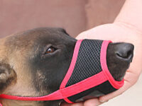 Dog Muzzle Cover To Prevent Eating Indiscriminately Large Labrador Dog