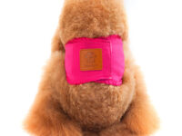 New Solid Color Physiology Pants For Male Dogs