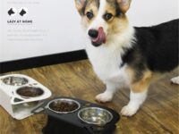 Anti-falling Cat Dog Feeding Water Bowl