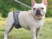 Sterilization Menstrual Panties Anti-harassment Male Dog Diaper Pants Bellyband