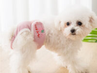 Sanitary Napkin Pet Menstrual Aunt Pants