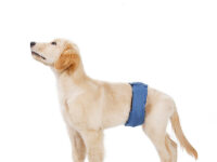 Pet Dog Menstrual Panties Breathable And Absorbent