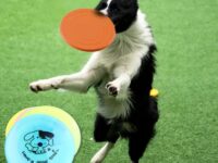 Silicone Flying Saucer Funny Pets Dog Cat Toy Dog Game Flying Discs Resistant Chew Puppy Training Interactive Pet Supplies