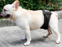 Male Dog Restraint Courtesy Belt Pet Supplie  Washable Sanitary Diapers